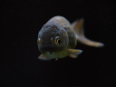 【黒らんちゅう】：中国で作出固定化された金魚。名前の通り黒いらんちゅう。（画像提供：hitomiさん）