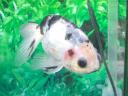 【黒錦（クロニシキ】：熊本県長洲町にある「金魚の館」で見つけた金魚。固定化の途中とのこと。