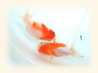 たわむれる2匹の桜錦画像