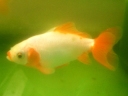 【地金（ジキン）】：日本三大地金魚の一つ。名古屋を中心に発展した金魚で、愛知県の天然記念物。一番の特徴は、孔雀が羽を広げたように開いたＸ字型の尾ヒレ。別名クジャクとも呼ばれる。