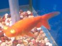 【頂点眼（チョウテンガン】：奇抜なその姿は中国金魚の代表格。目が上に向いちゃってます。入り口の狭い壺の中に入れて何世代も飼育して、目を上に向かせたというエピソードを持つ。
