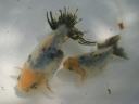 【翠金（スイキン）】：こちらも川原やどる氏作出の金魚。緑色金魚作出の過程で出てきたもの。