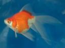 【玉サバ（タマサバ】：新潟県特産の金魚。丸手の琉金の体型、発達したフナ尾が特徴。お国柄か寒さに強く、丈夫。この玉サバと和金の交雑種が山形県特産の庄内金魚。