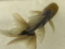 【天青（テンセイ）】：奈良県の大野養魚場で作出された浅葱色が際立つ渋い金魚。一般的にはほとんど流通していない。（オルカさん持ち魚）
